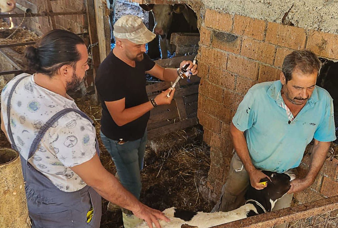 Ortaca’da hayvan sağlığı çalışmaları hızla devam ediyor
