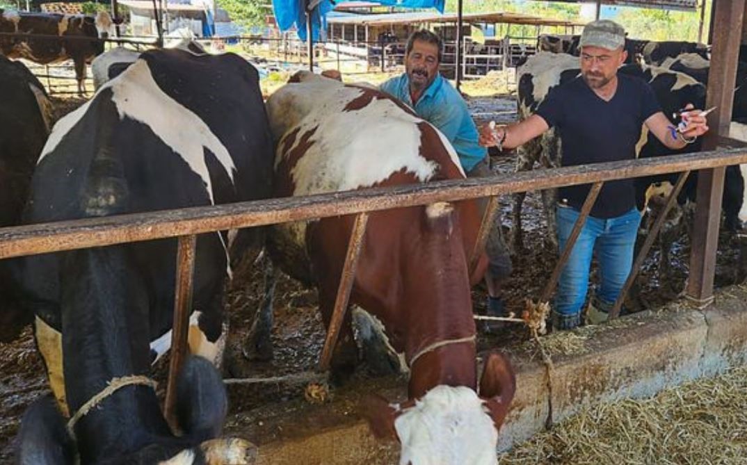 Ortaca’da hayvan sağlığı çalışmaları hızla devam ediyor
