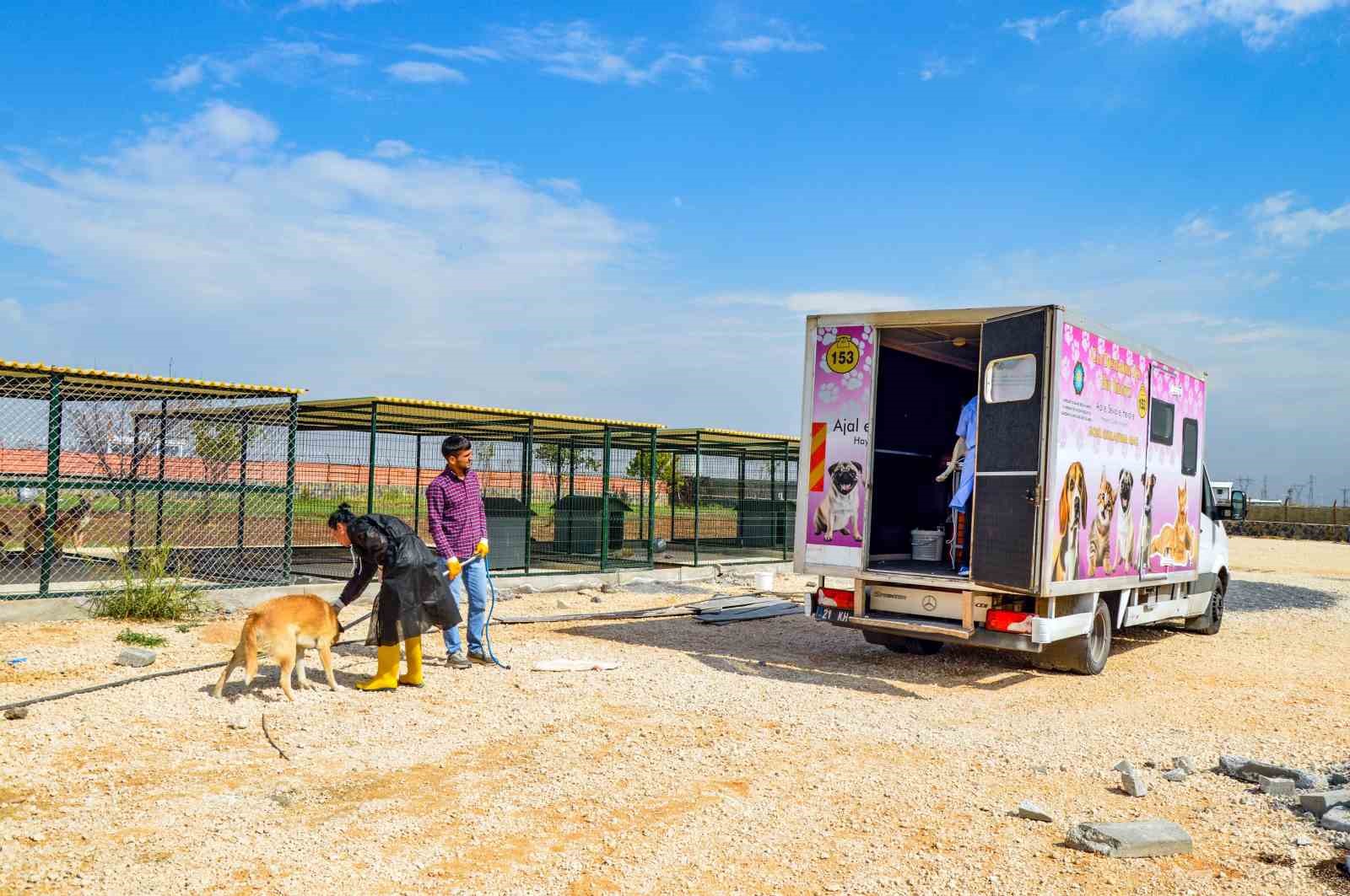 Diyarbakır’da 10 köpek mobil araçla kısırlaştırıldı
