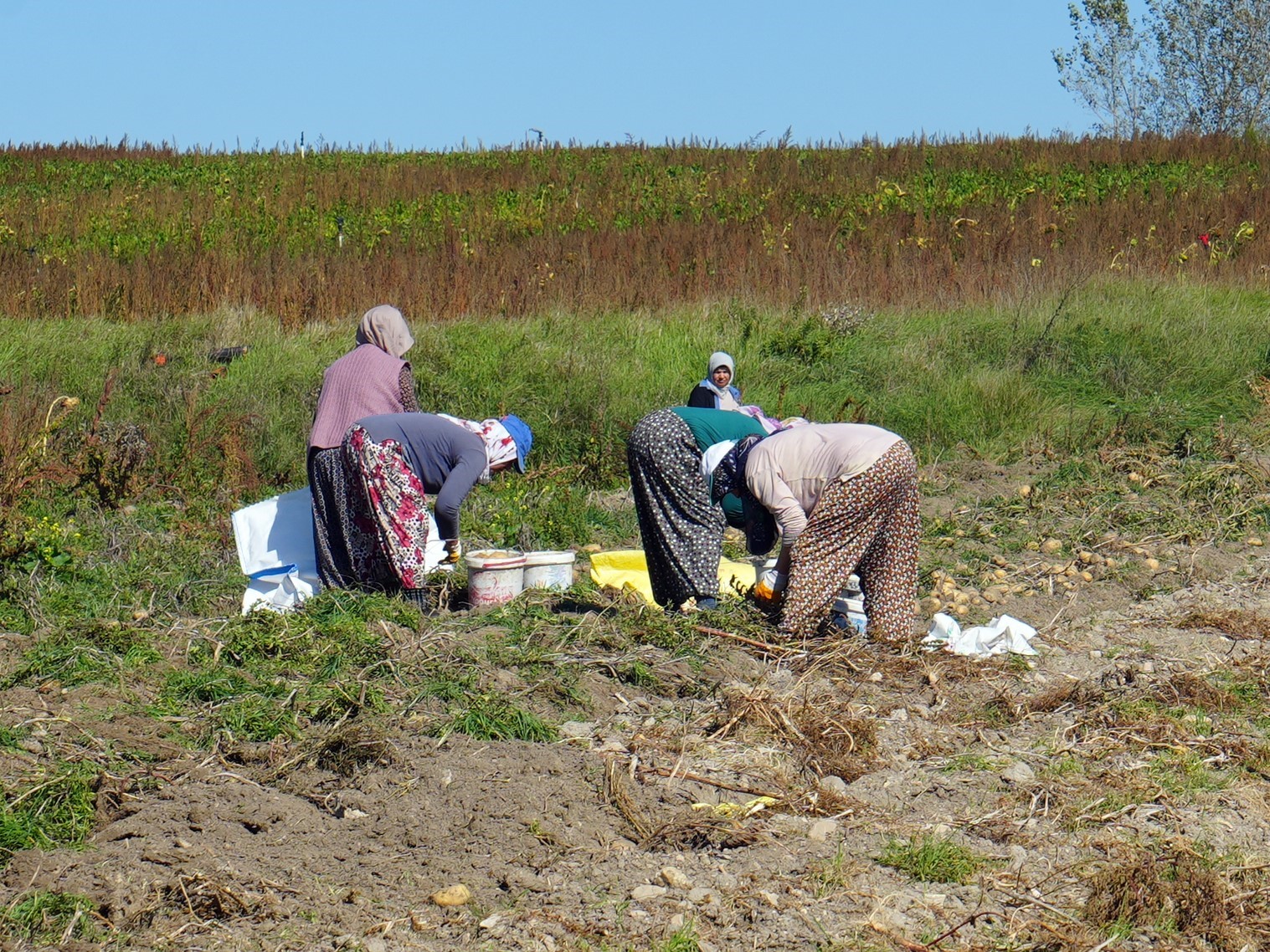 Bakanlık destekledi, çiftçiler üretti: Patateste hasat devam ediyor
