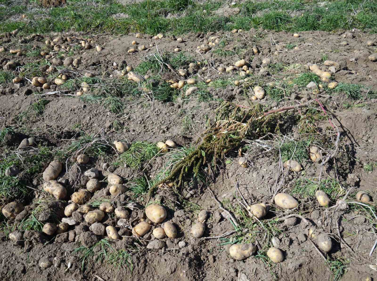 Bakanlık destekledi, çiftçiler üretti: Patateste hasat devam ediyor
