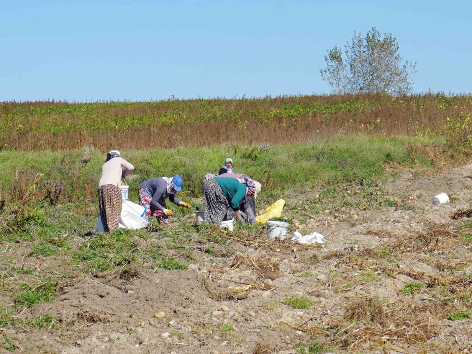 Bakanlık destekledi, çiftçiler üretti: Patateste hasat devam ediyor
