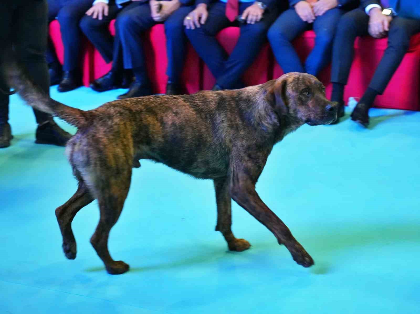 Antalya’da fuar alanına girip dron kovalayan köpek gülümsetti
