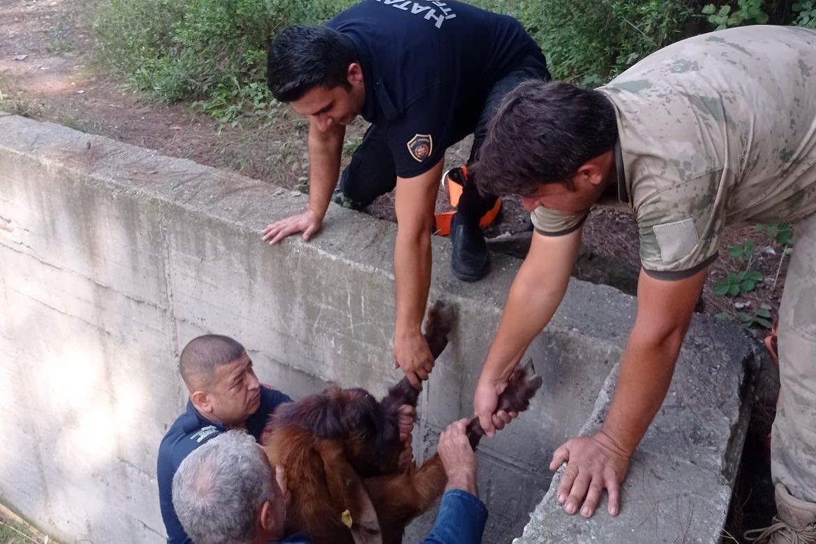 Havuza düşen keçileri itfaiye kurtardı
