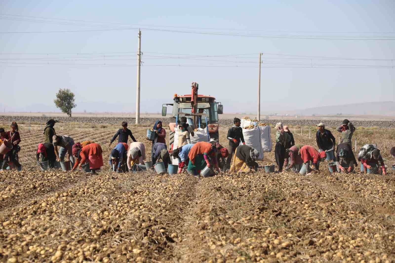 TZOB Genel Başkanı Bayraktar Niğde’de patates ve soğan hasadına katıldı
