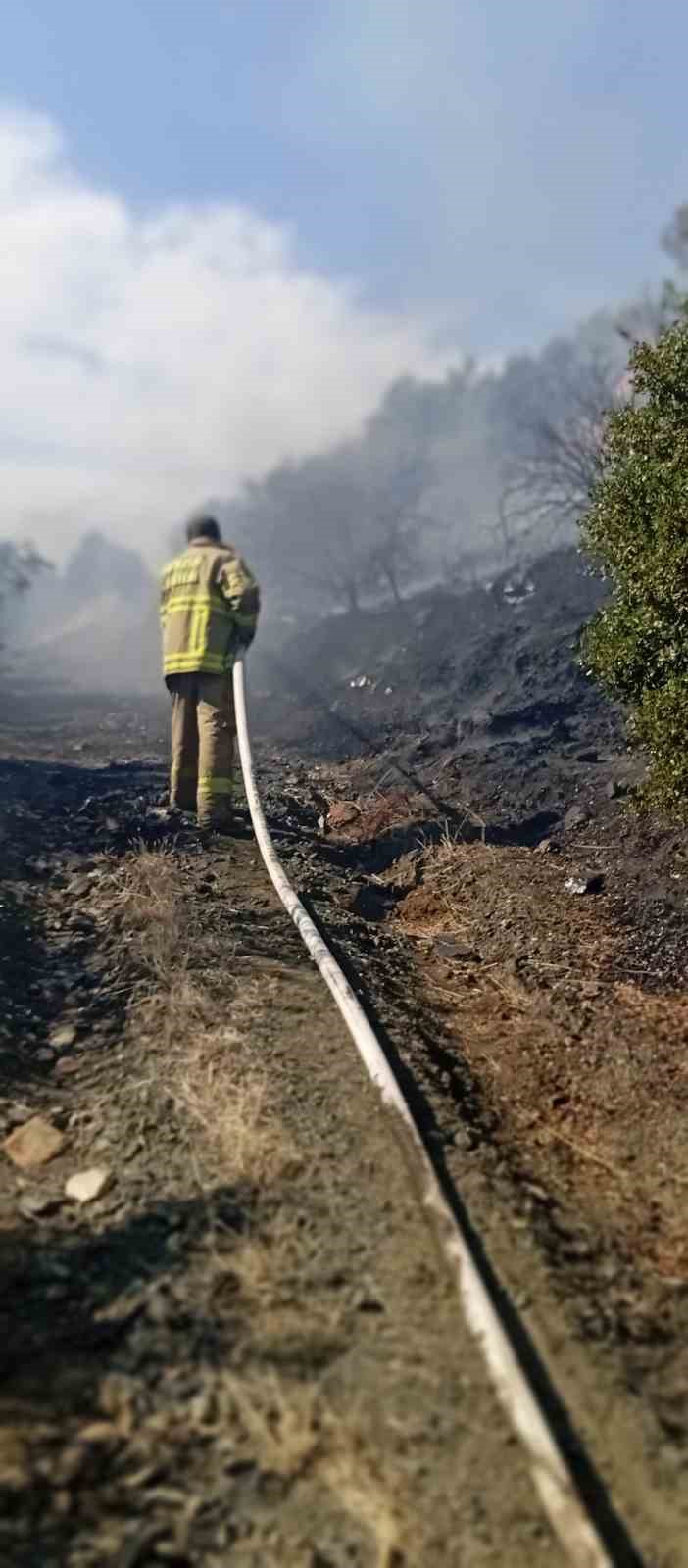 Erdek’te yangın: 10 dönümlük zeytinlik kül oldu
