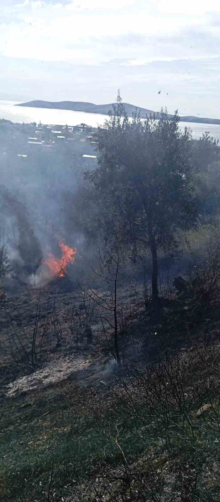 Erdek’te yangın: 10 dönümlük zeytinlik kül oldu
