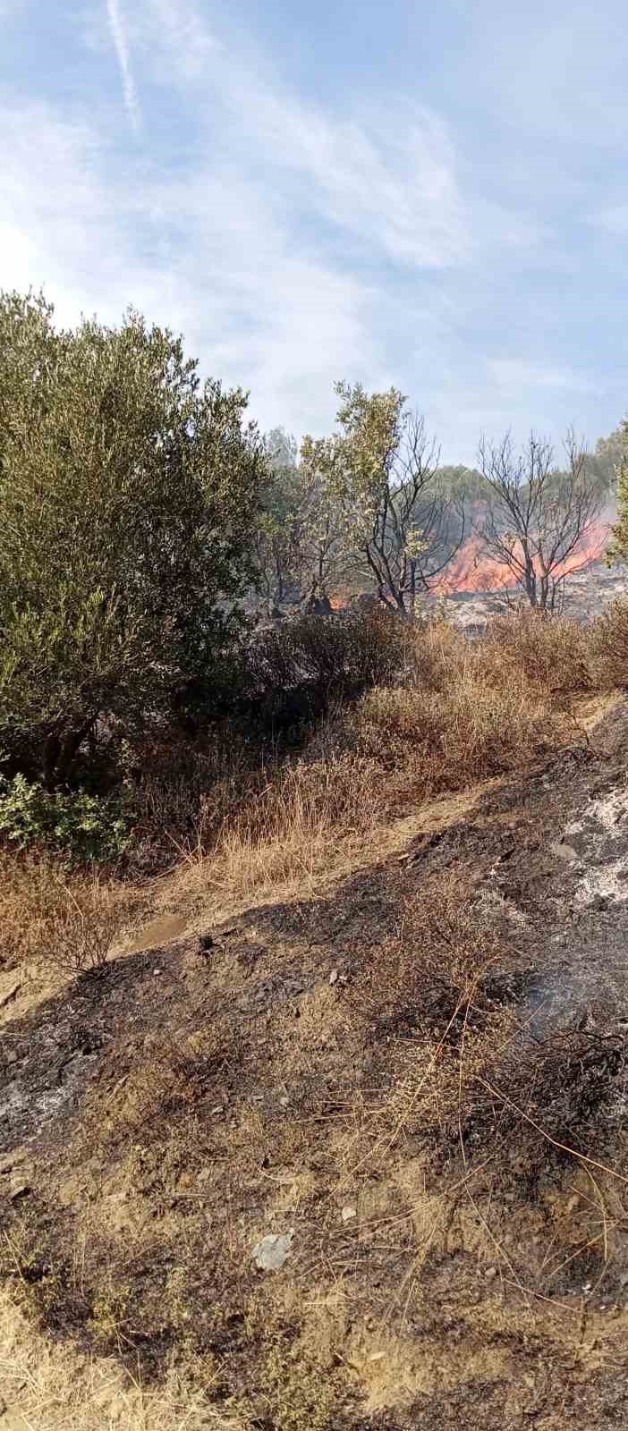 Erdek’te yangın: 10 dönümlük zeytinlik kül oldu
