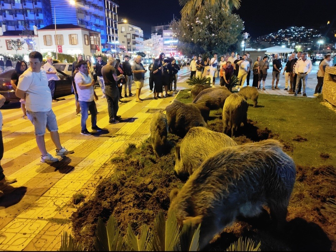 Kuşadası’nda merkeze yaban domuzları indi, o anlar kameraya yansıdı
