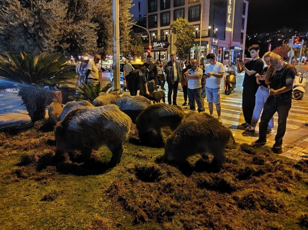 Kuşadası’nda merkeze yaban domuzları indi, o anlar kameraya yansıdı
