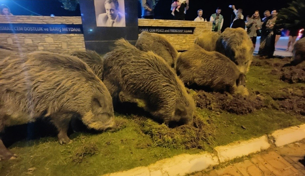 Kuşadası’nda merkeze yaban domuzları indi, o anlar kameraya yansıdı
