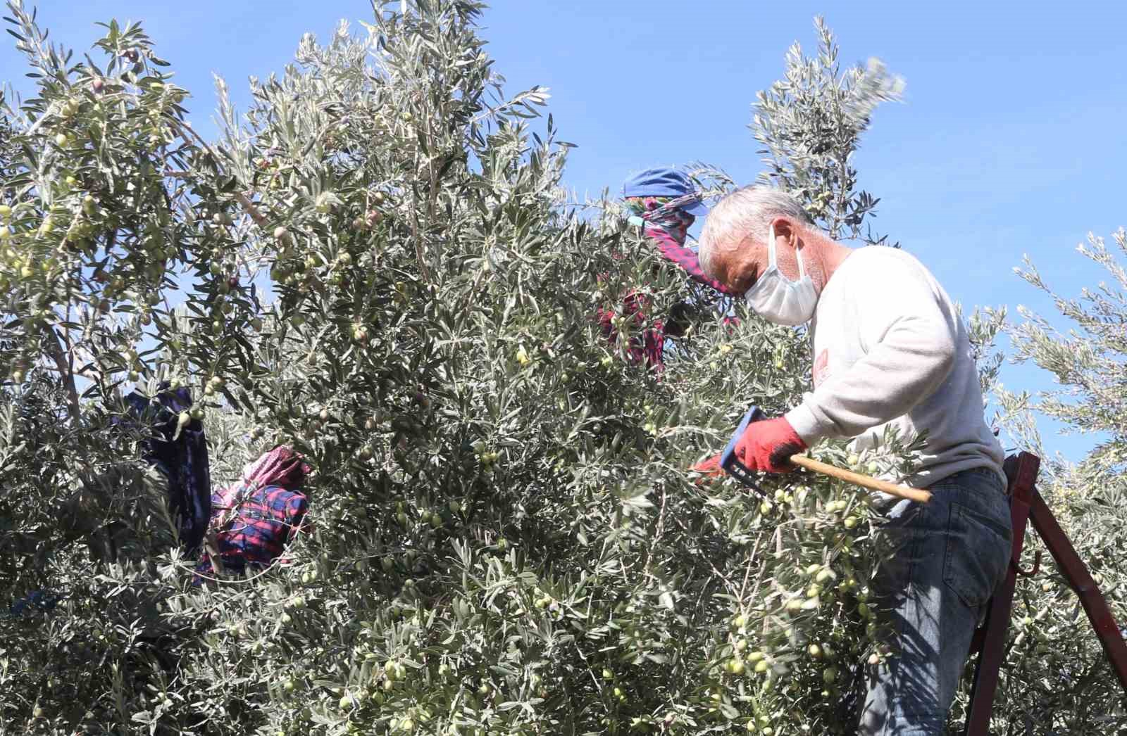 Başkan Murat Orhan’dan erken zeytin hasadına uyarısı
