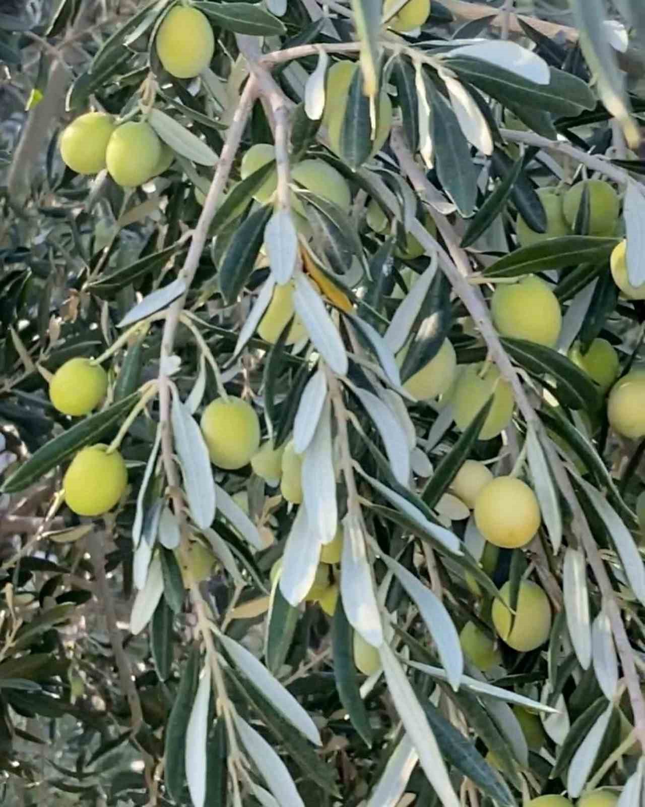 Başkan Murat Orhan’dan erken zeytin hasadına uyarısı
