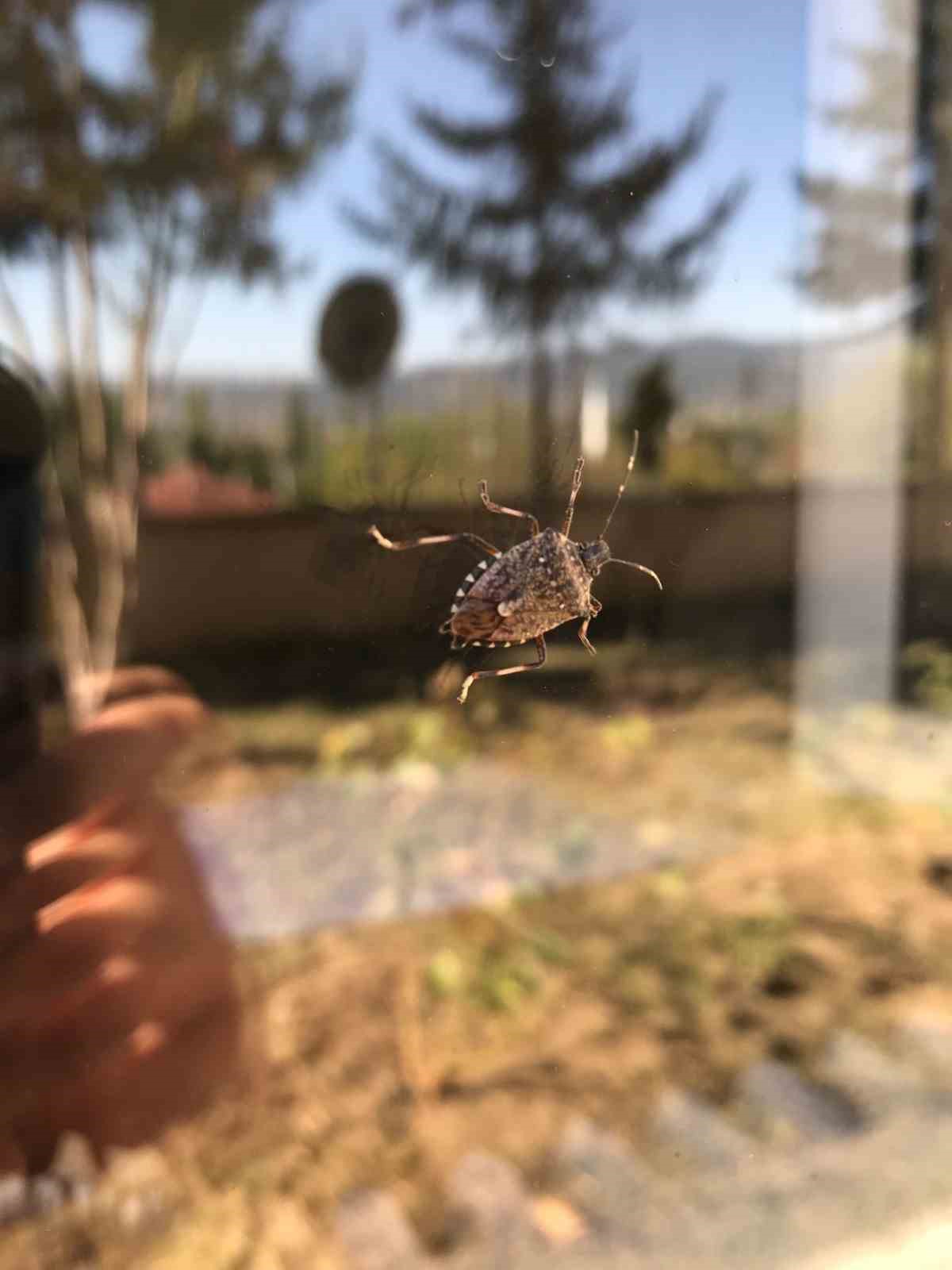 Bilecik’te çitçilerin kahverengi kokarca paniği
