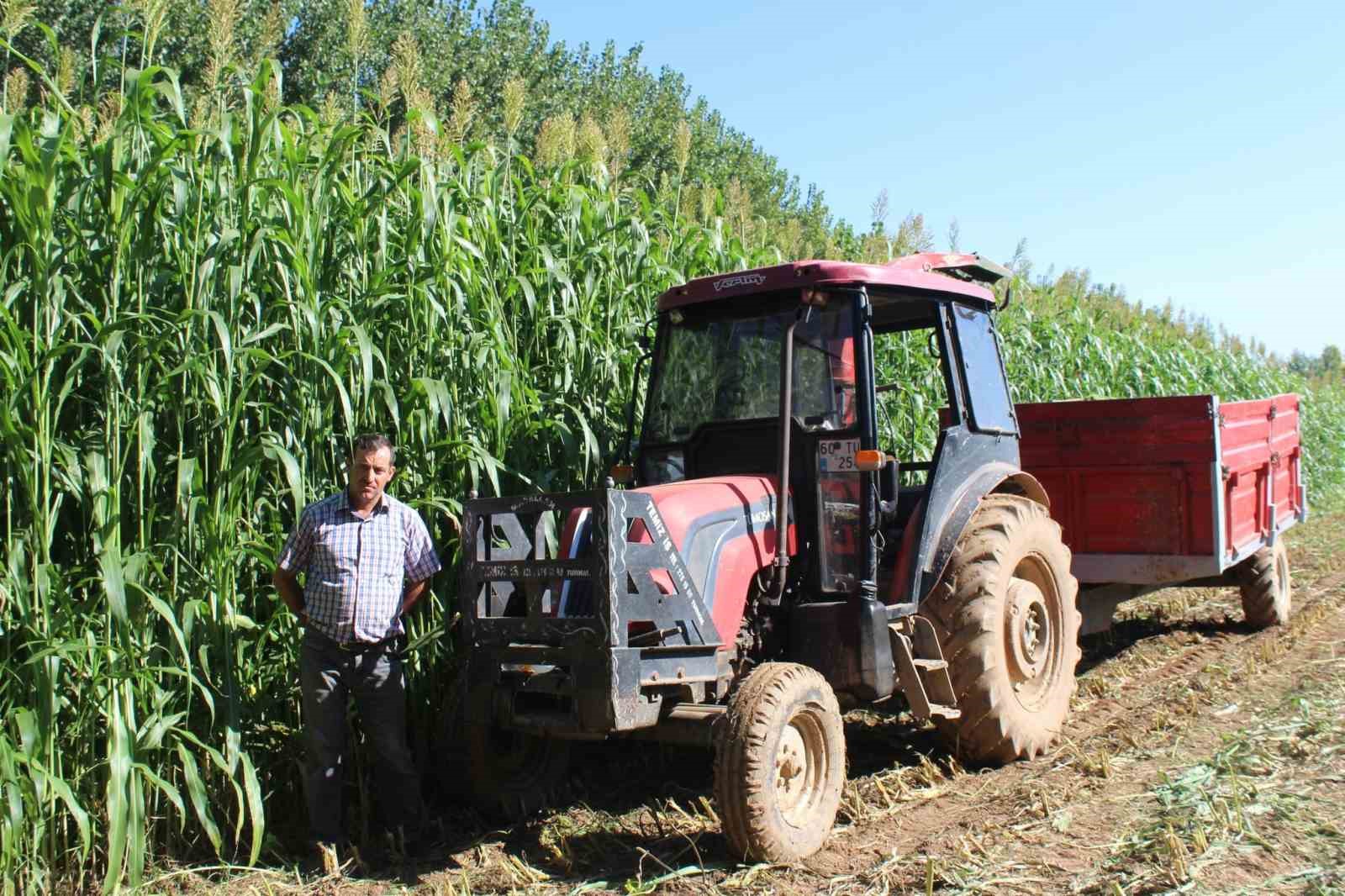 Tokat’ta ilk kez ekilen sorgum sudan otu melezi ekonomiye katkı sağlayacak
