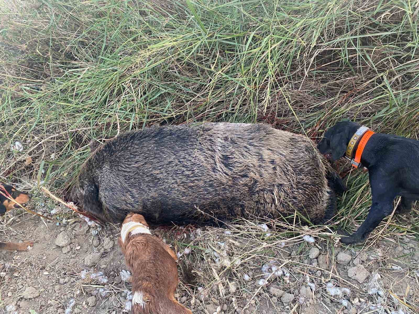 300 kiloluk devasa domuz avladılar
