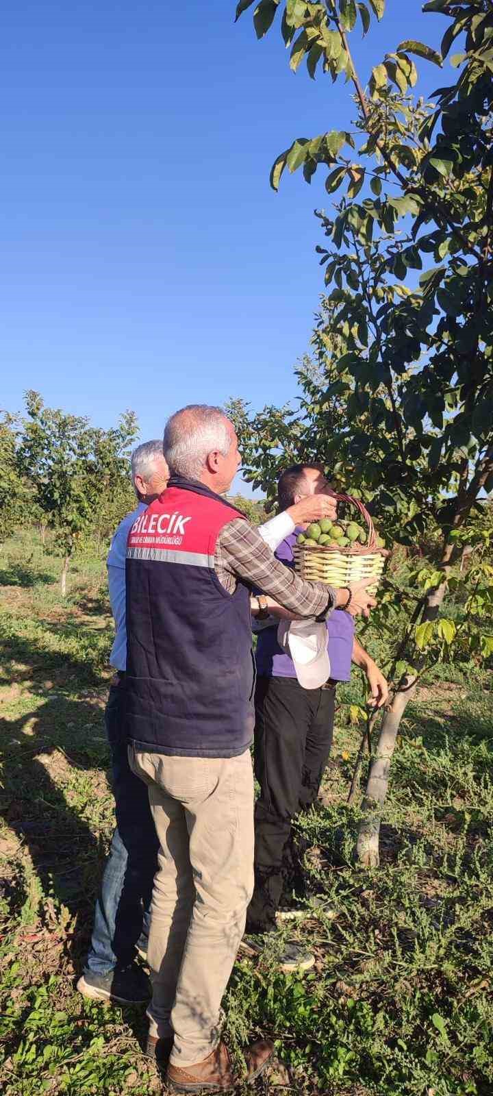 Kavaklığı ceviz bahçesine dönüştüren muhtarlık ilk hasadını yaptı
