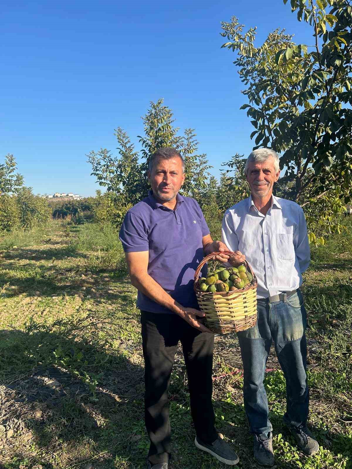 Kavaklığı ceviz bahçesine dönüştüren muhtarlık ilk hasadını yaptı
