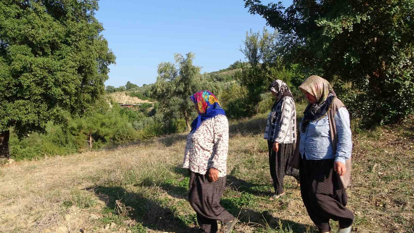 Kadınlara karşı soyunup tartışan kişi zeytin ağaçlarını kesti iddiası
