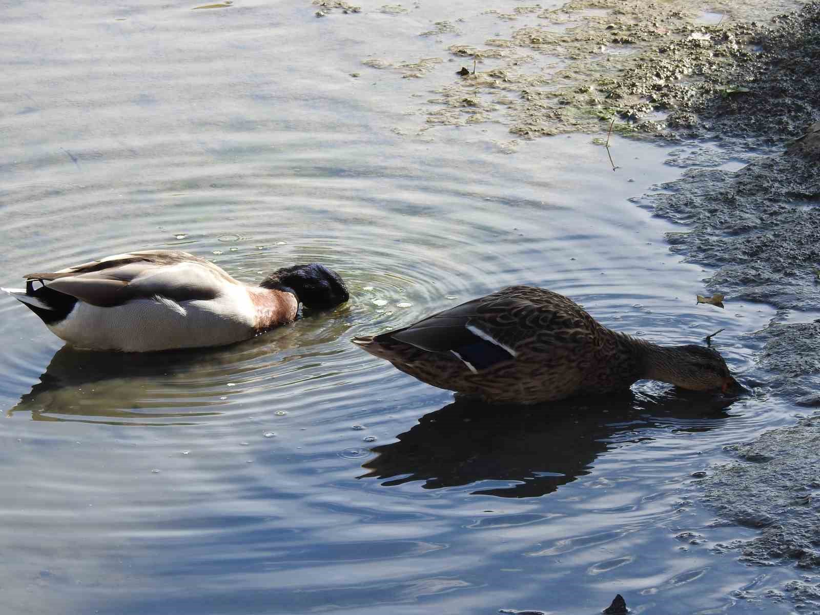 Tunca Nehri ’hurdalığa’ dönüştü
