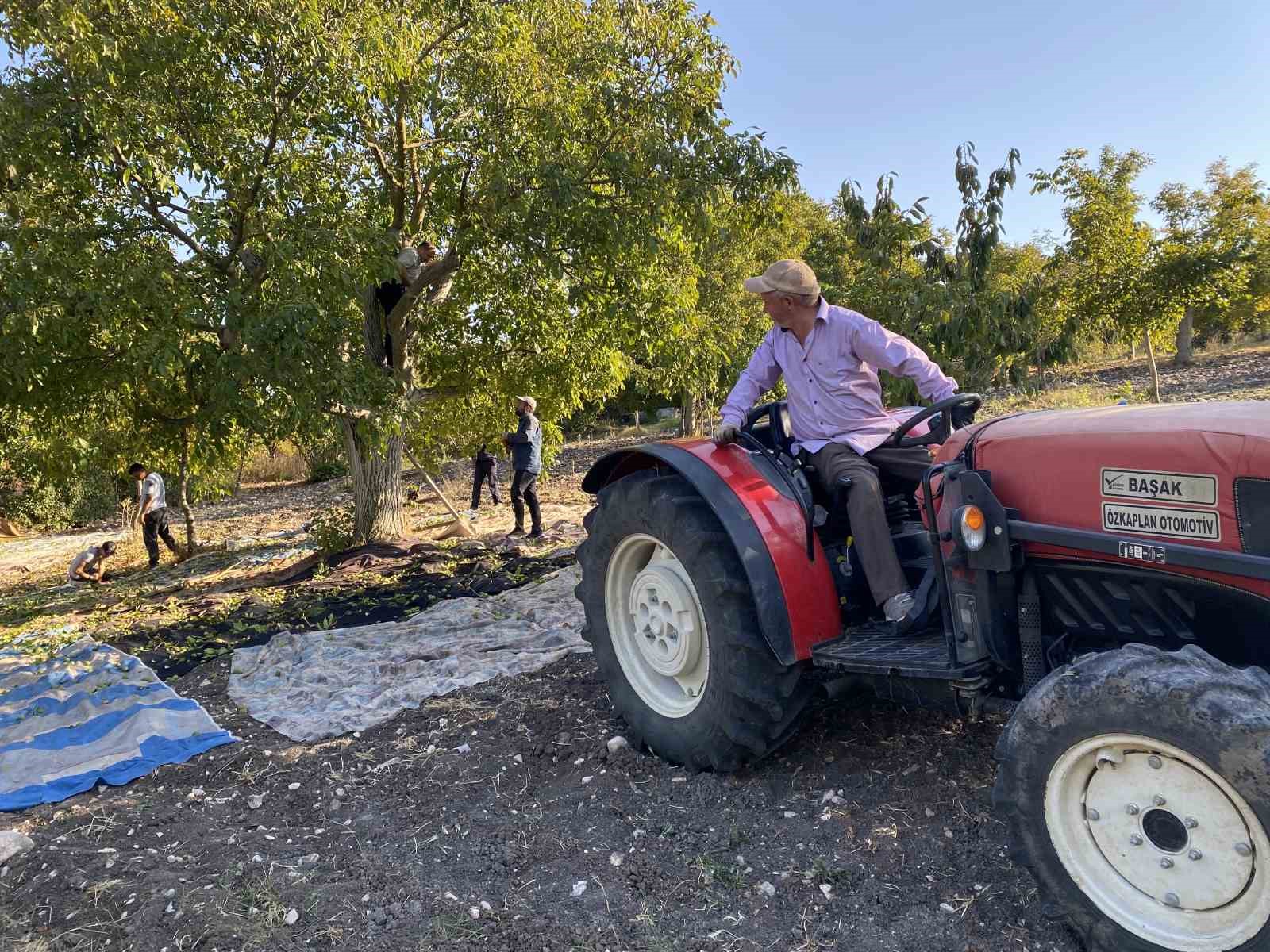 Taze ceviz toptan 25 liraya satılıyor
