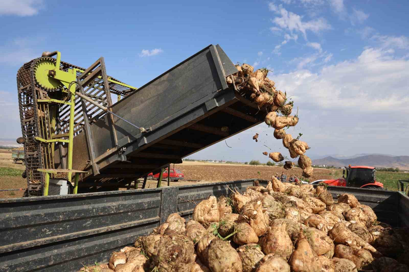 Elazığ’da 37 bin dönüm alanda pancar hasadı başladı
