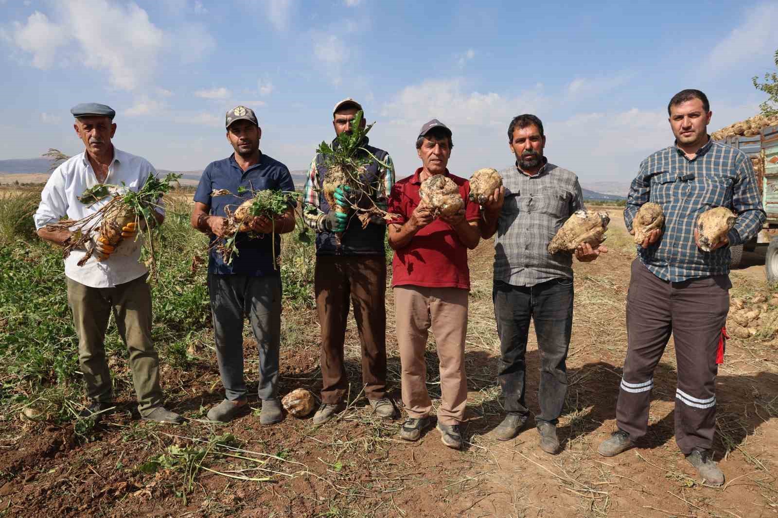 Elazığ’da 37 bin dönüm alanda pancar hasadı başladı
