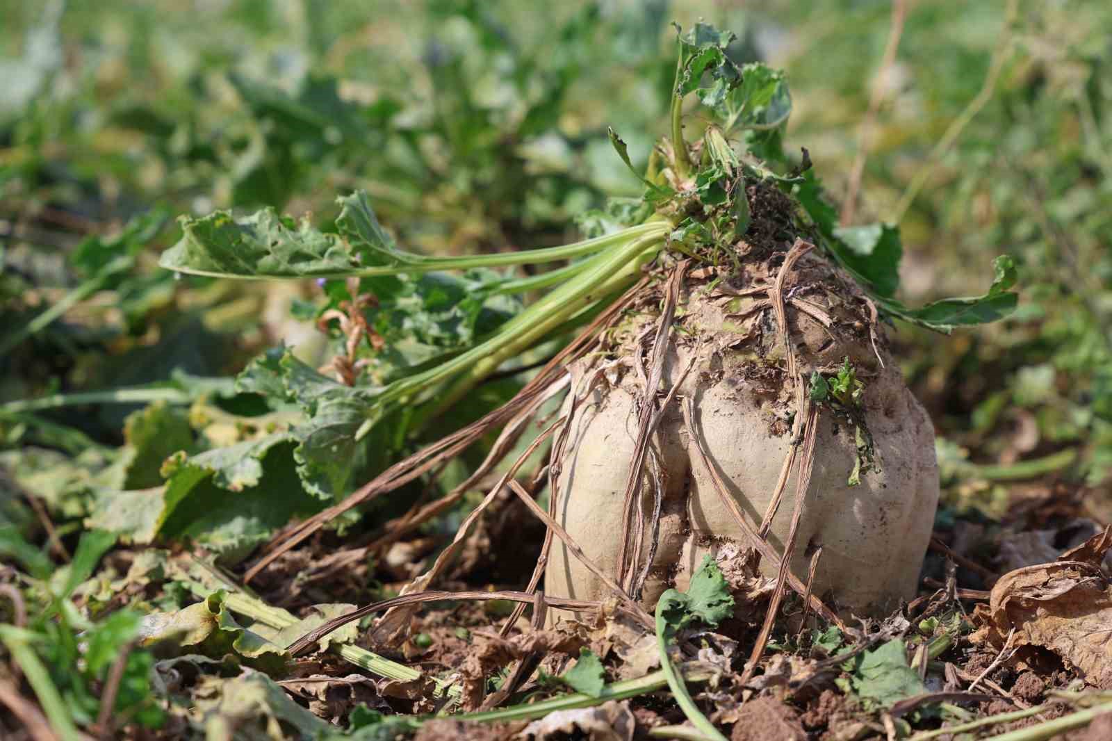 Elazığ’da 37 bin dönüm alanda pancar hasadı başladı
