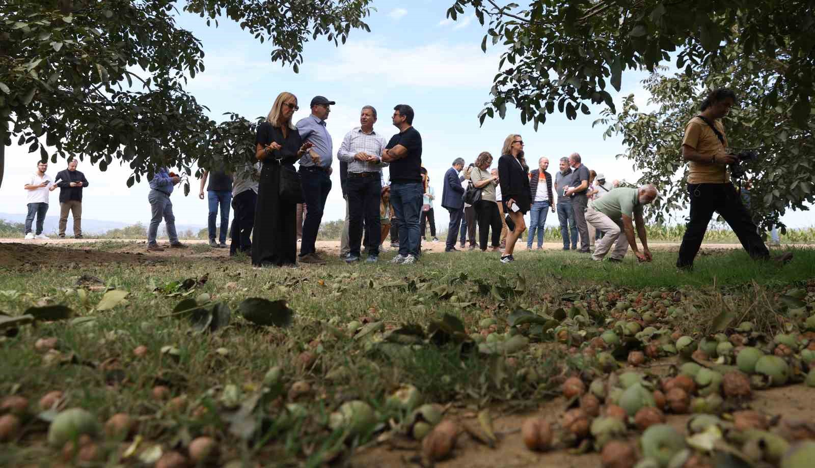 Ceviz hasadından 60 bin ton rekolte bekleniyor
