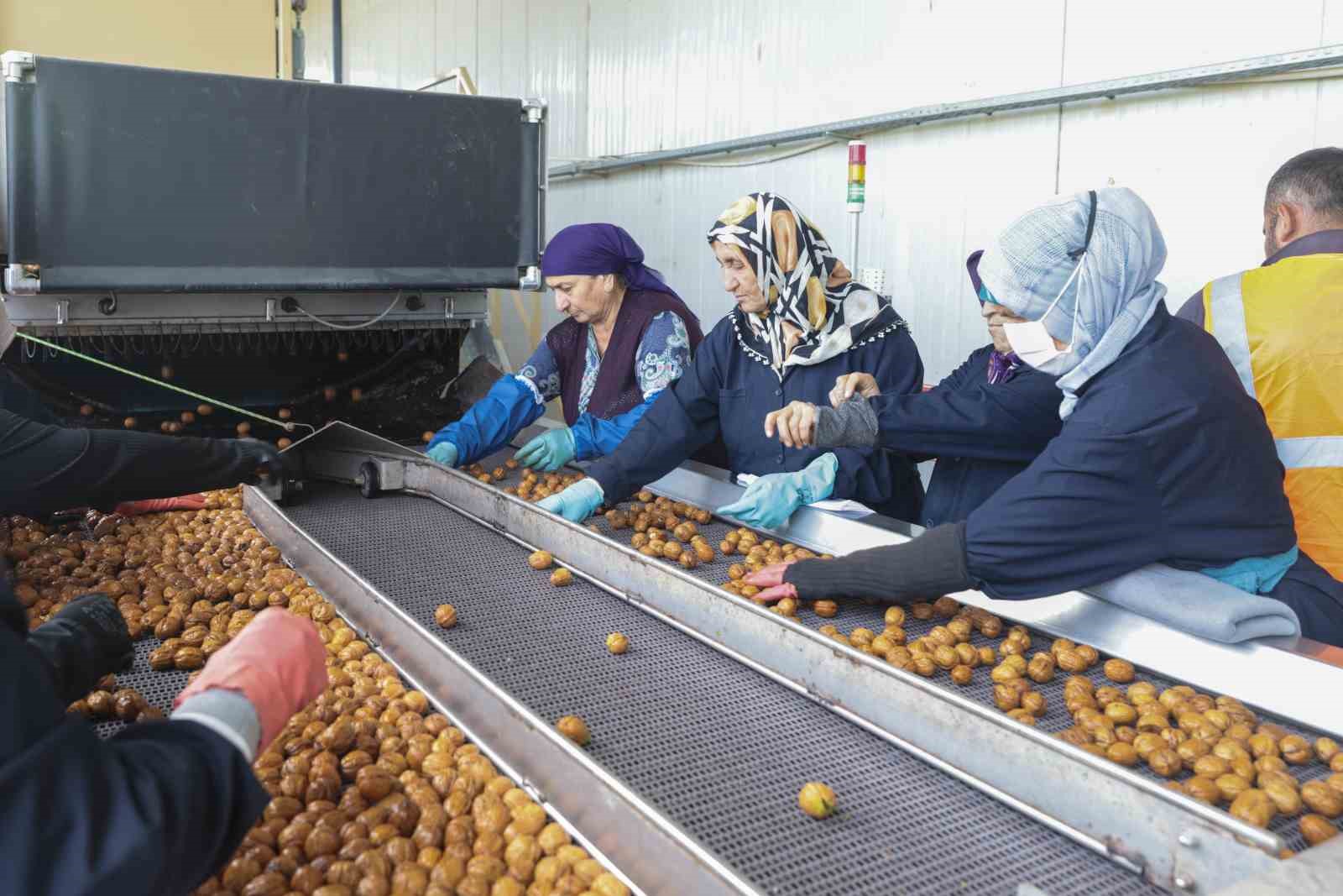 Ceviz hasadından 60 bin ton rekolte bekleniyor
