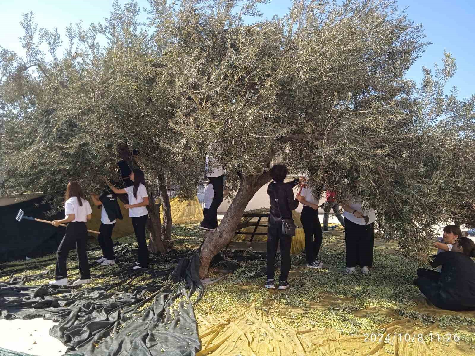 Aliağa’da ’Zeytinler Gençlerle Yeşeriyor’ projesi ile yerel ekonomiye destek
