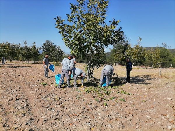 Bozkurt’ta belediyenin ceviz bahçesinde ilk hasat yapıldı
