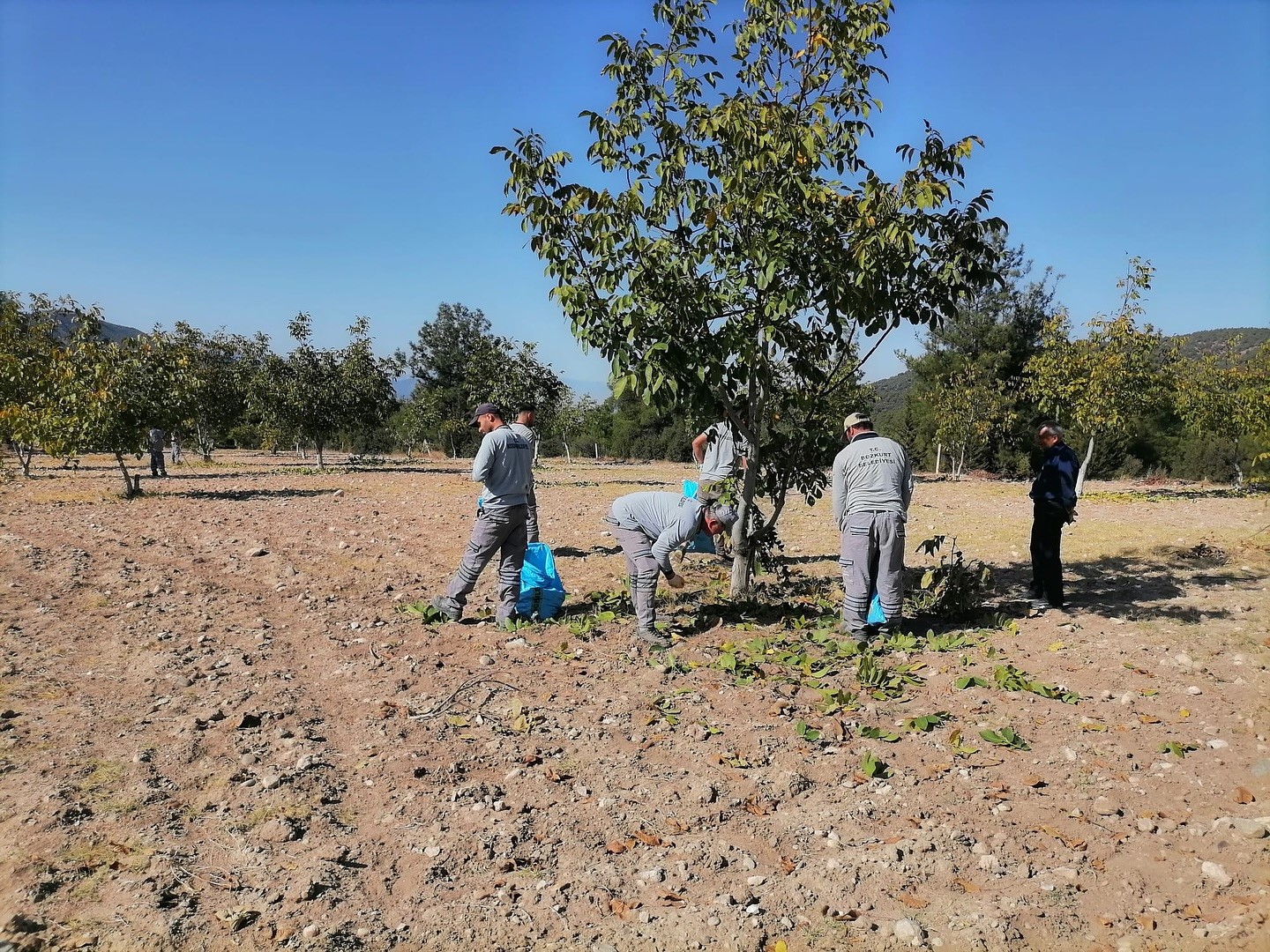 Bozkurt’ta belediyenin ceviz bahçesinde ilk hasat yapıldı
