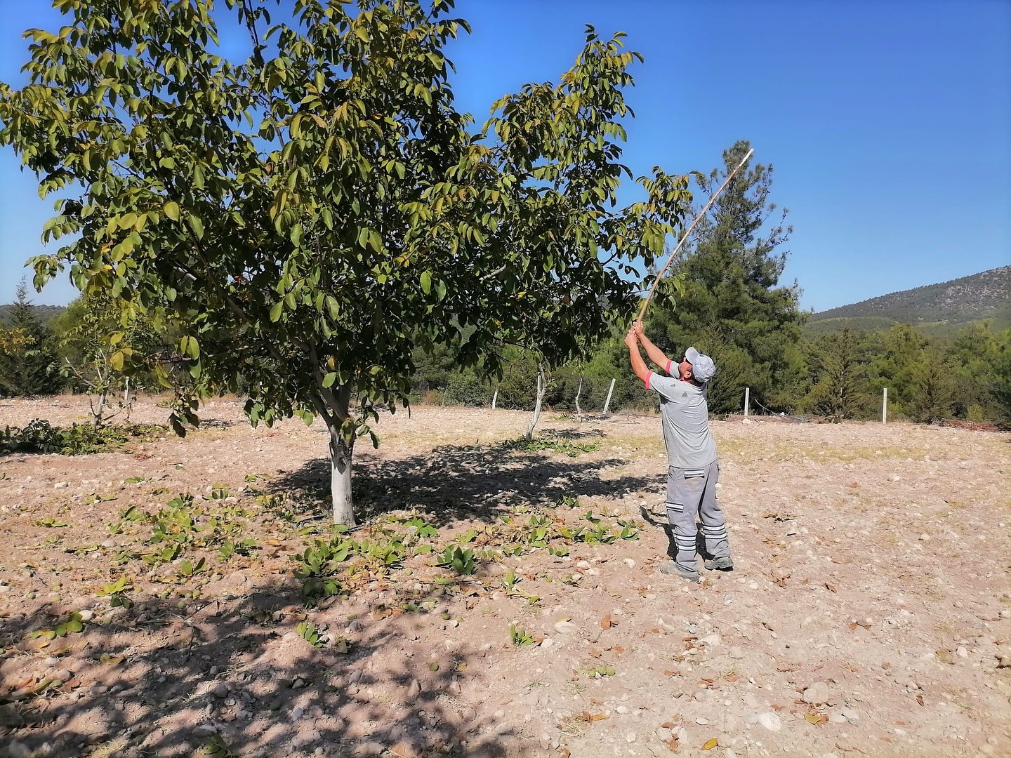 Bozkurt’ta belediyenin ceviz bahçesinde ilk hasat yapıldı
