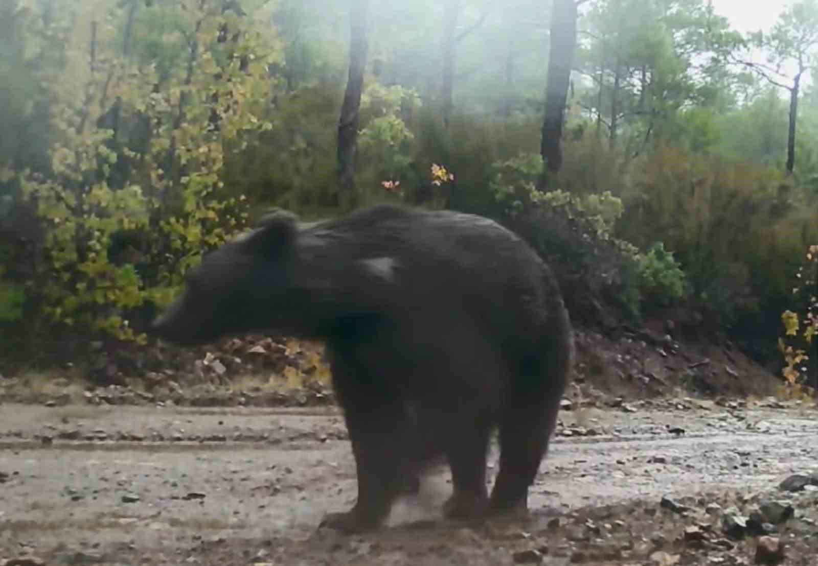 Muğla’da yaban hayatı fotokapana yansıdı
