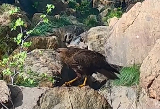 Muğla’da yaban hayatı fotokapana yansıdı
