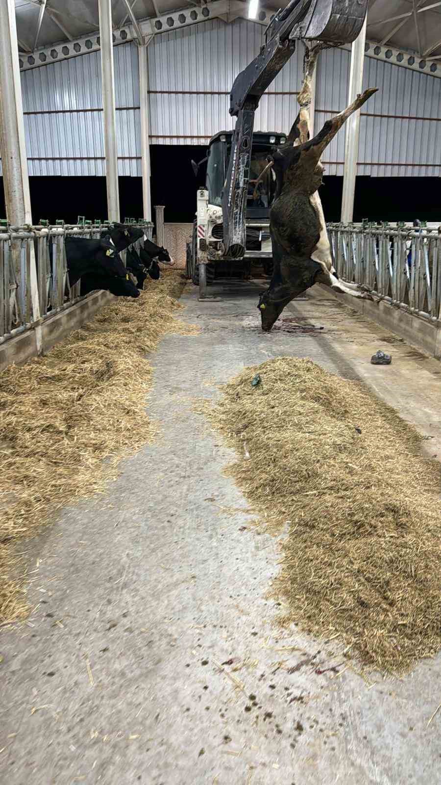 Besihanedeki 100’den fazla büyükbaş hayvan telef oldu
