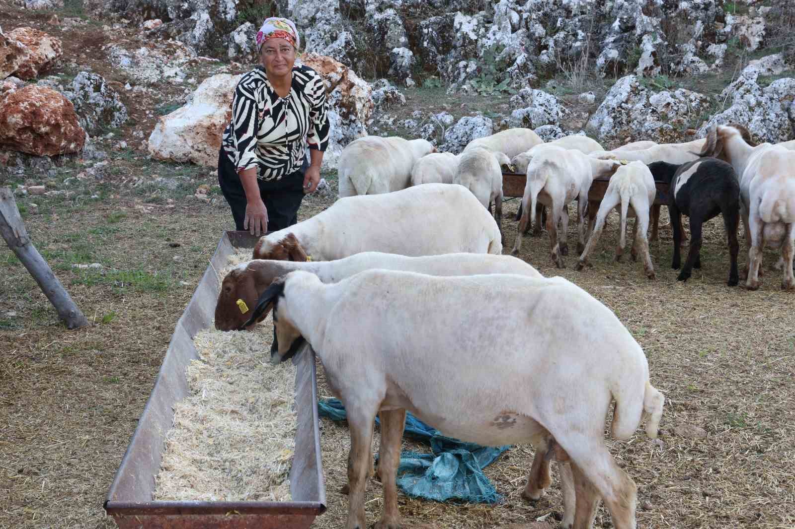 8 yıl önce devlet desteğiyle 31 koyun alan mahallenin tek kadın çobanı, koyunlardan elde ettiği kazançla ev ve araba sahibi oldu
