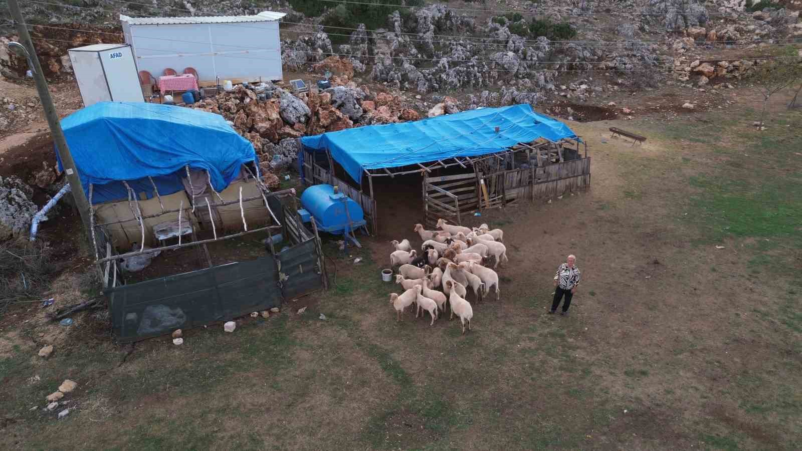 8 yıl önce devlet desteğiyle 31 koyun alan mahallenin tek kadın çobanı, koyunlardan elde ettiği kazançla ev ve araba sahibi oldu
