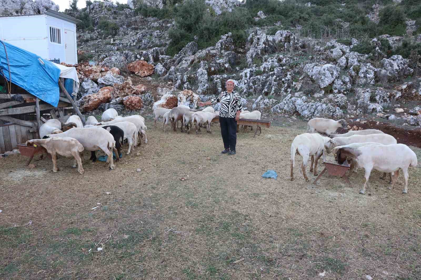 8 yıl önce devlet desteğiyle 31 koyun alan mahallenin tek kadın çobanı, koyunlardan elde ettiği kazançla ev ve araba sahibi oldu
