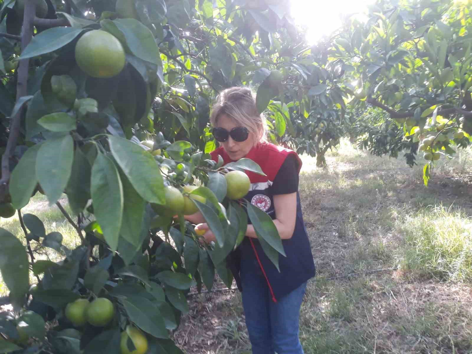 Söke’de tarımsal verim için önleyici çalışmalar sürüyor
