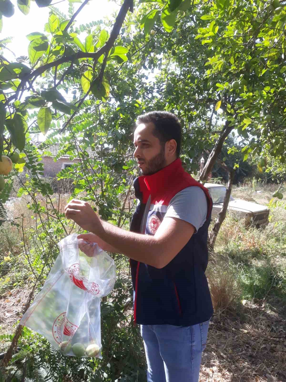 Söke’de tarımsal verim için önleyici çalışmalar sürüyor
