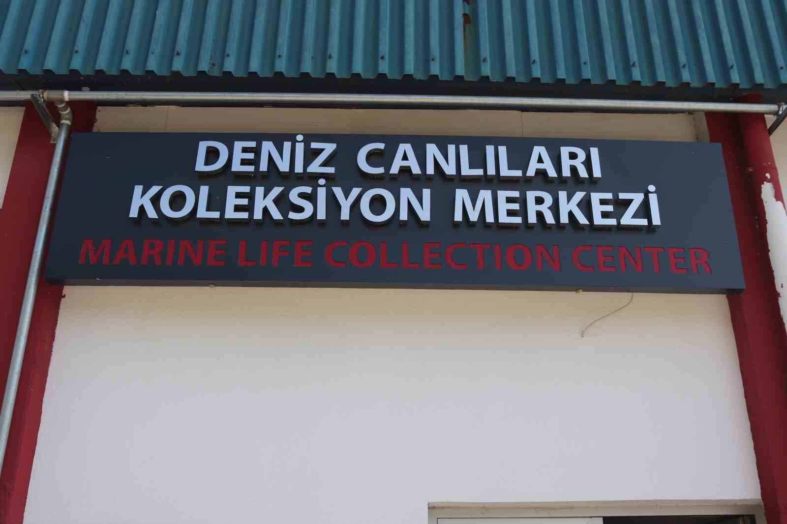 Denizlerdeki 400 farklı canlı türü İzmir’de meraklıları için sergileniyor
