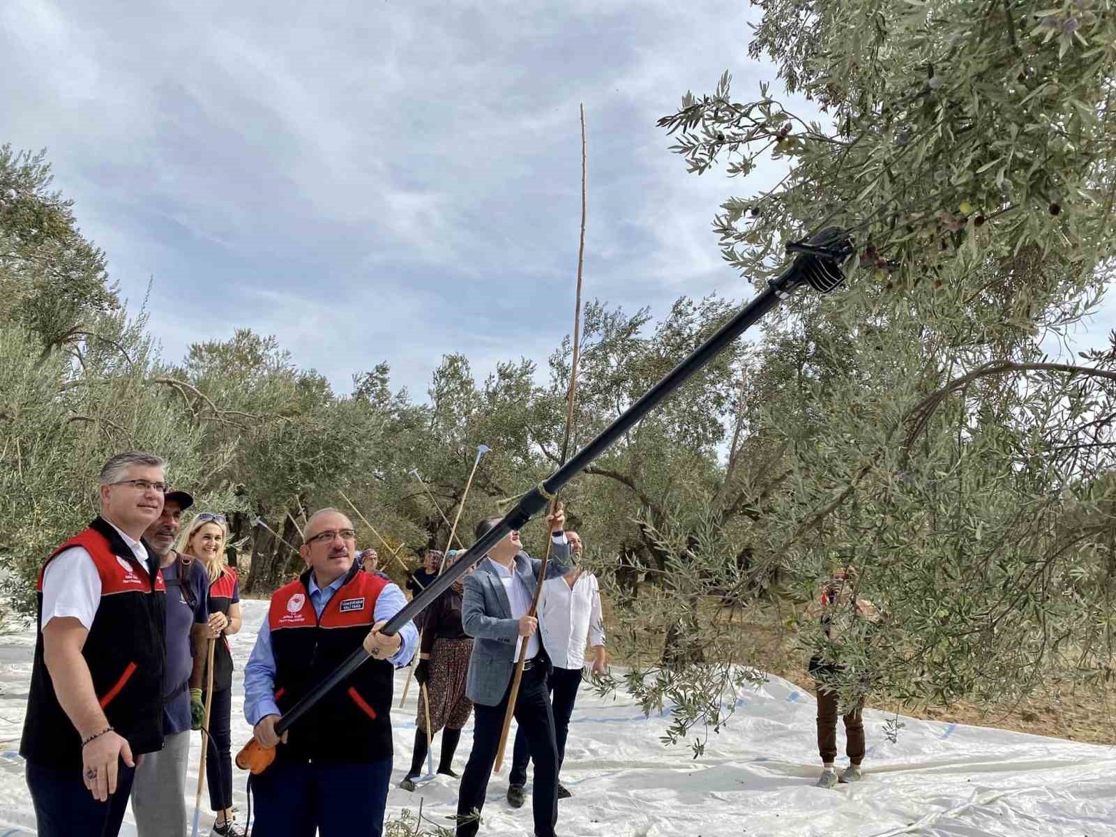 Vatandaş ile birlikte zeytin hasadı yaptılar
