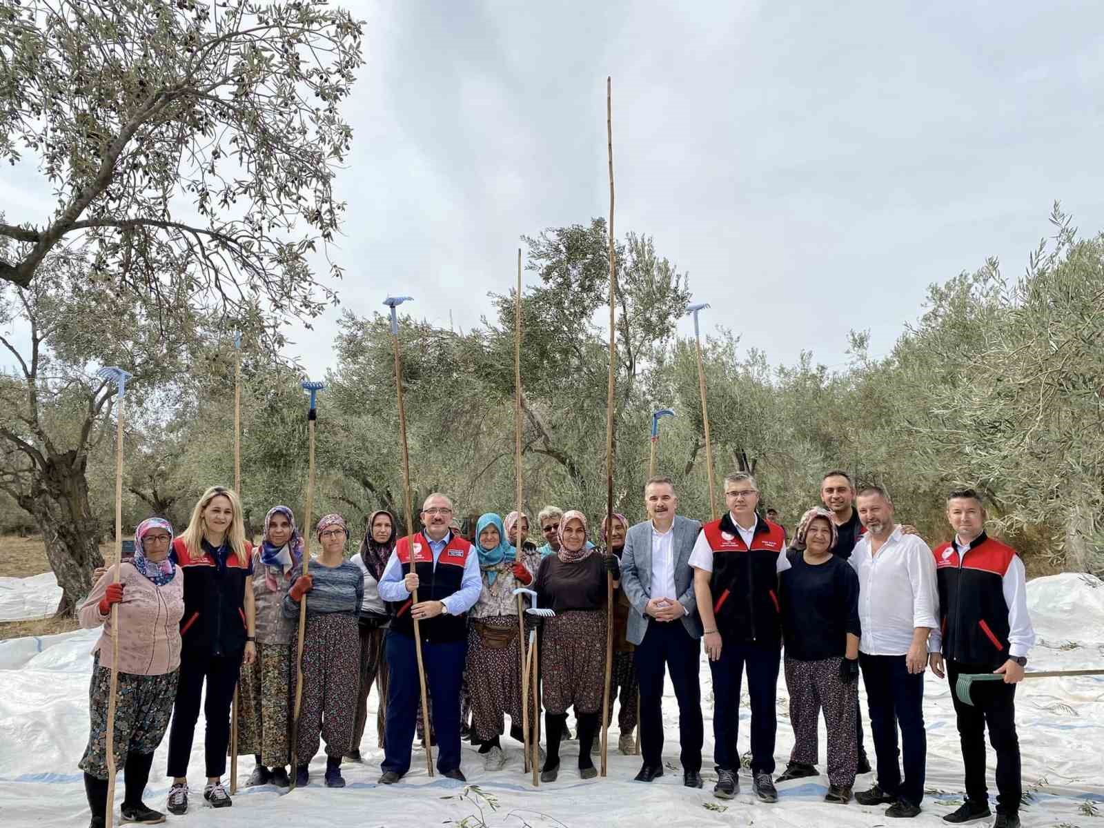 Vatandaş ile birlikte zeytin hasadı yaptılar
