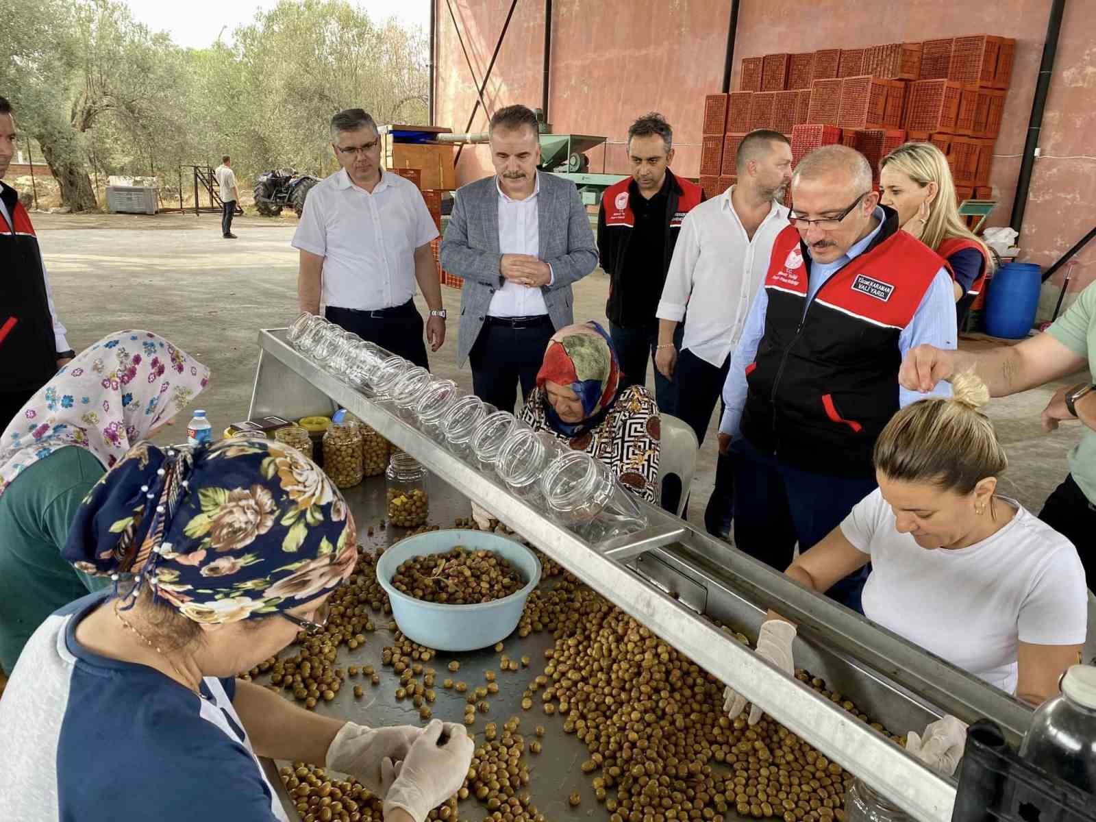 Vatandaş ile birlikte zeytin hasadı yaptılar
