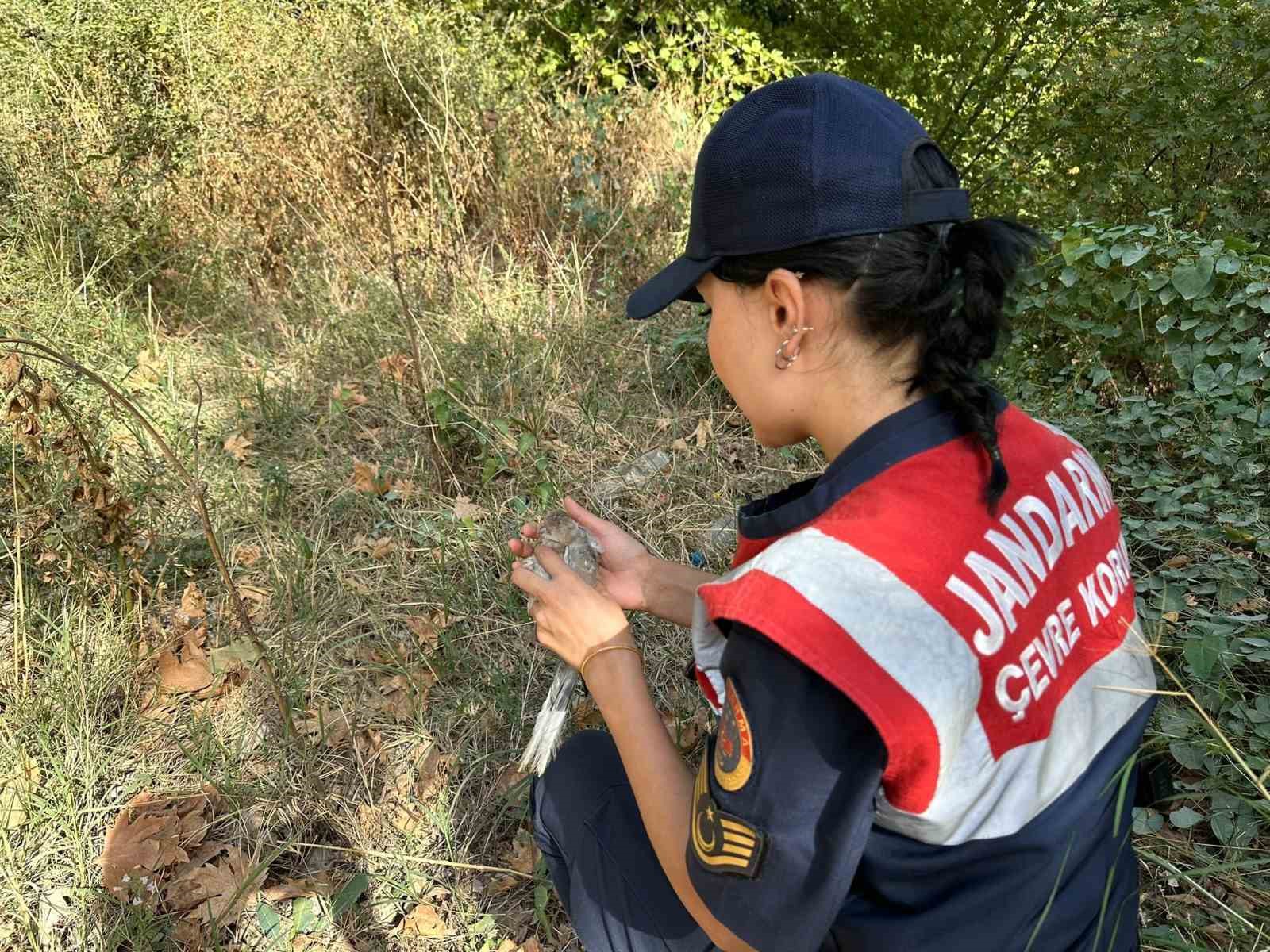 Jandarmanın bulduğu yaralı kumru tedaviye alındı
