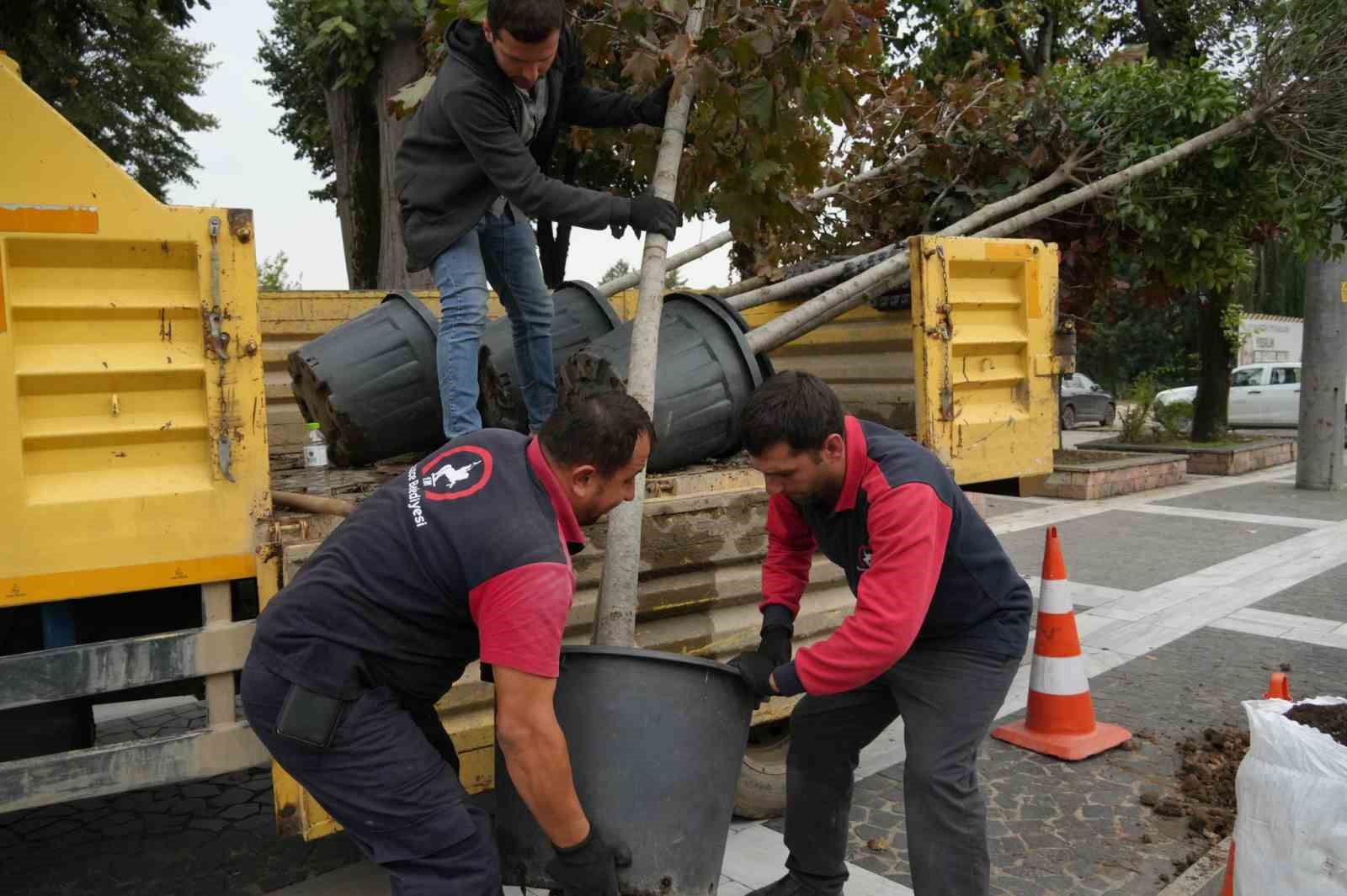 Kuruyan ağaçlar yenilendi
