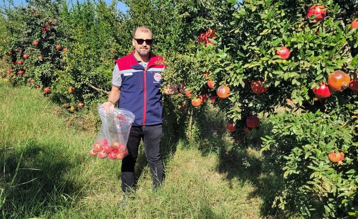 Aydın’da pestisit kalıntı analizi için nar numuneleri alındı
