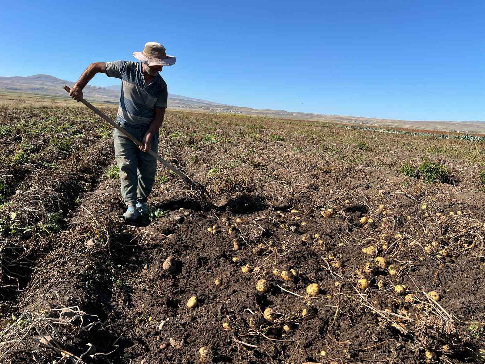 Arpaçay’da kışlık patates hasadı başladı
